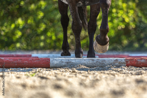 Focus on horse legs trotting over jumo obstacle bars during training. Equestrian horsemanship scene