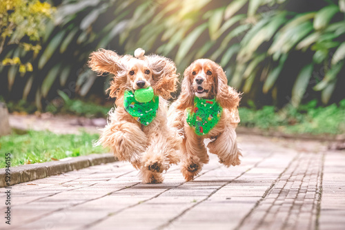 breed dog cocker spaniel