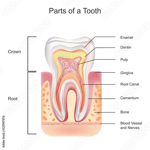 Tooth Anatomy with all parts including crown neck enamel dentin pulp gums root canal and blood supply