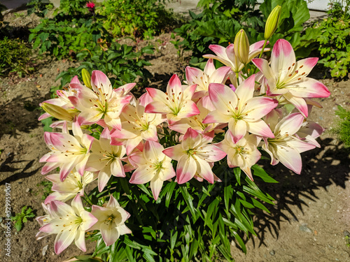 Bright marlene lily flowers grow in a flower bed on a sunny summer day