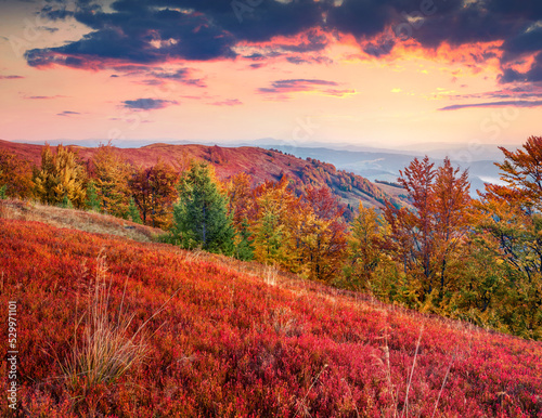Blueberries with red leaves cover the mountain slopes. Vivid colors autumn scene of Borzhava mountain range with dramatic overcast. Stunning sunrise scene of misty valley in Carpathians, Ukraine.