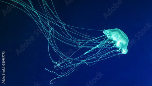 Fluorescent jellyfish swimming underwater aquarium pool. The Atlantic sea nettle chrysaora quinquecirrha in blue water, ocean. Theriology, tourism, diving, undersea life.