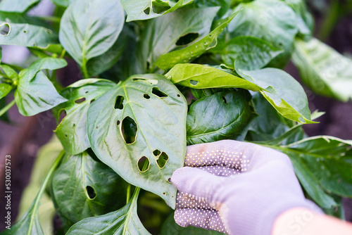 leaky pepper leaves, pests of vegetable seedlings, damage from caterpillars in the garden and vegetable garden