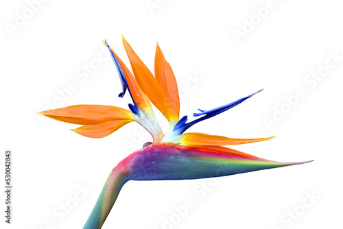 Bird of paradise flower