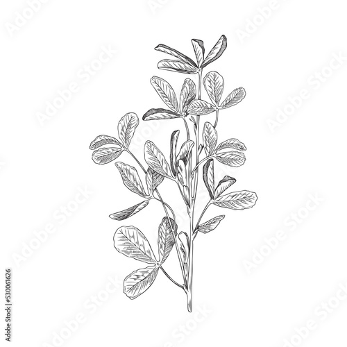 Fenugreek aromatic plant branches sketch hand drawn vector illustration isolated.