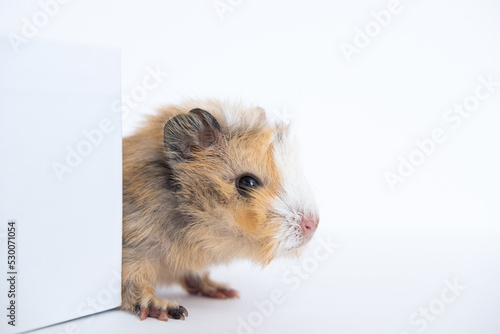 Guinea pig baby isolated on white background