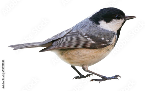 Coal tit (Periparus ater), isolated in PNG, with transparent background