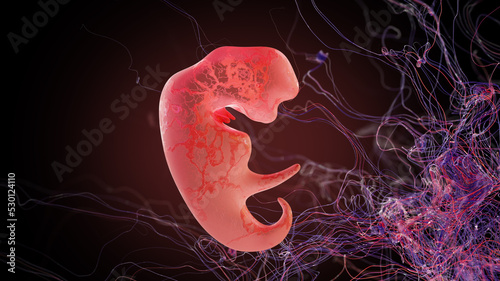 Human embryo for 3 weeks, in the womb. 3 Weeks Pregnant: Baby Development. Medical illustration, 3D Rendering