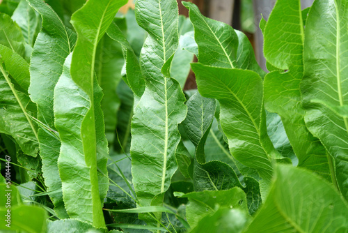 Green horseradish leaves Armoracia rusticana. Garden concept. Selective focus