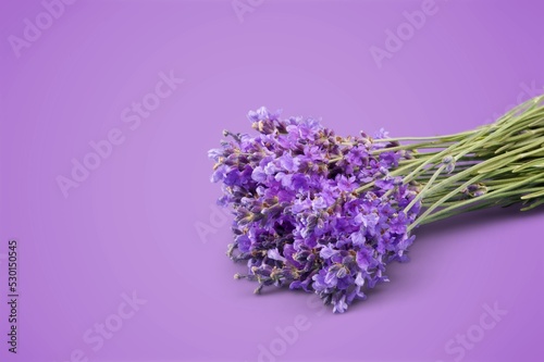Violet lavender flowers on violet background.