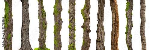 tree trunks, overgrown with moss and lichen, isolated on white background 