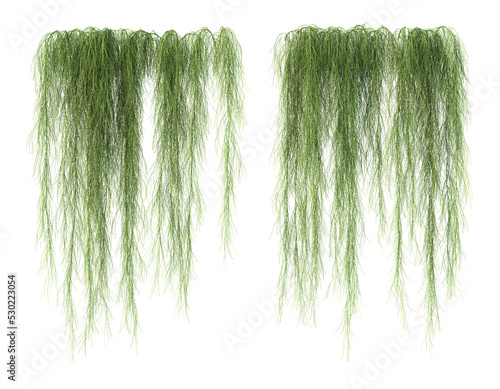 3d rendering of Casuarina Glauca hanging isolated