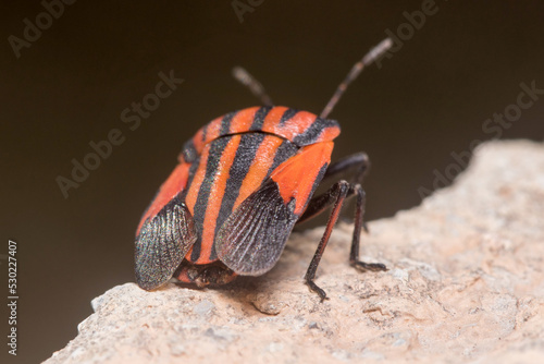 Back view of Graphosoma lineatum shield bug opening the wings