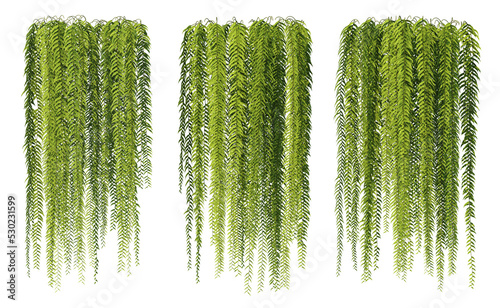 3d rendering of hanging fern tree isolated