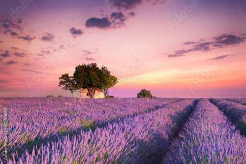 House with trees in lavender fields at sunset in Provence, France.