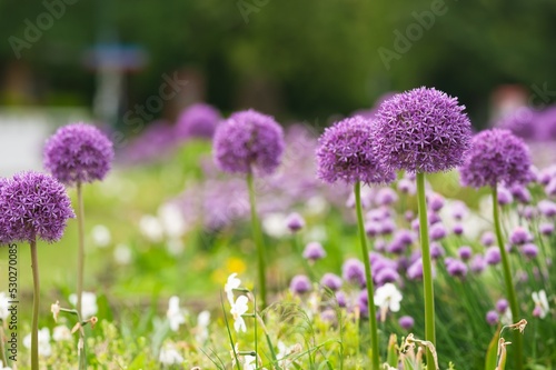 Beautiful giant onion flowers on blurred background, closeup