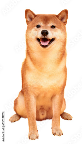 Japanese smiling Shiba Inu dog. Red-haired Japanese dog portrait. Cryptocurrency