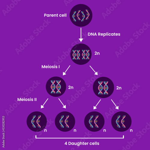 Diagram of Meiosis. Process cell division. Medical infographic design. vector illustration.