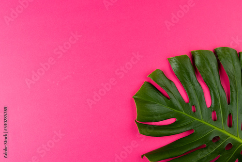 Composition of green lush leaves with copy space on pink background