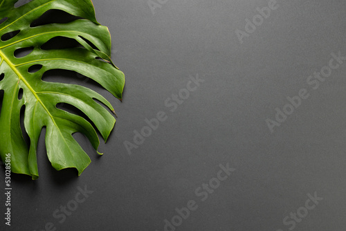 Composition of green lush leaves with copy space on gray background