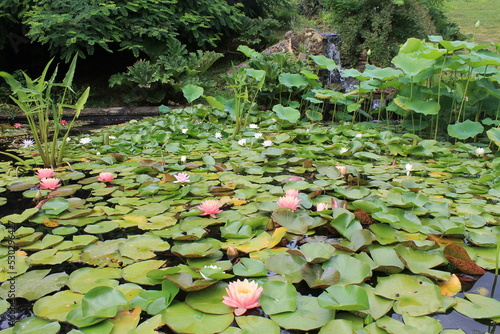 Nénuphars sur étang