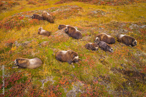 Aerial view of a small herd of Musk ox (Ovibos moschatus) resting on the tundra in autumn colors, Alaska 