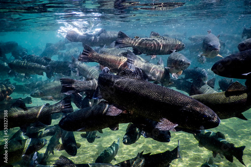 River Trout swim underwater, Trout underwater scene