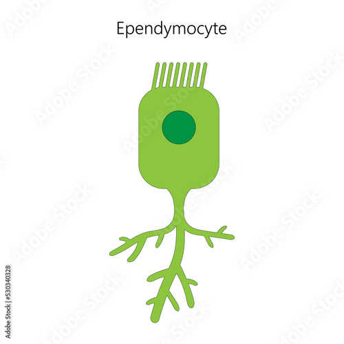 Ependymocyte, a type of glial cell. Vector illustration.