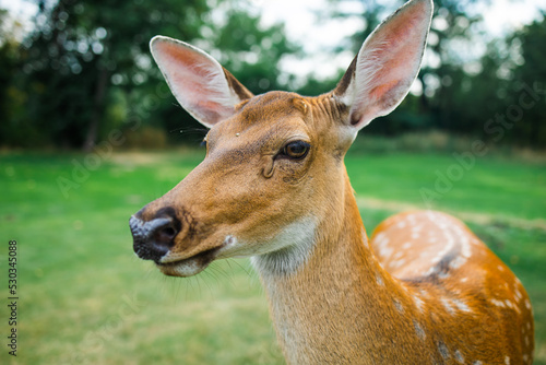 The close up of dear face in park, Ukraine. Dear head clouse up.