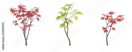 3d illustration of set Acer palmatum tree isolated on white and its mask