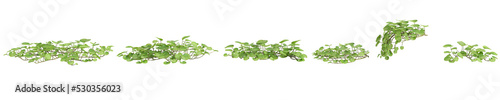 3d illustration of set Dichondra repens tree isolated on white and its mask