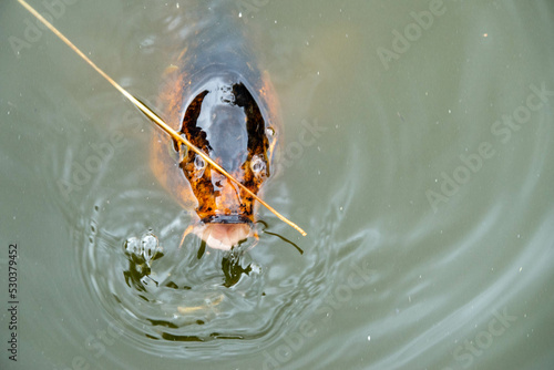 koi carp with open mouth in pond water