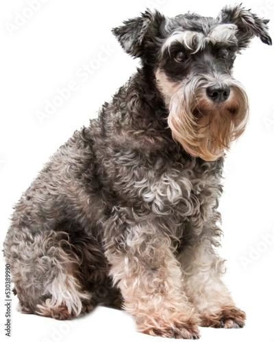 Miniature schnauzer sits on white background