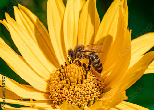 pszczoła na żółtym kwiatku topinamburu