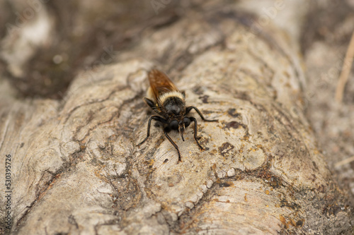 duży owad łowik szerszeniak (Asilus crabroniformis)