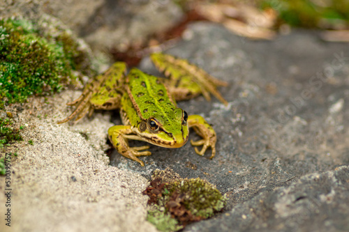 Żaba wodna (Pelophylax kl. esculentus, syn. Rana esculenta, Rana kl. esculenta)