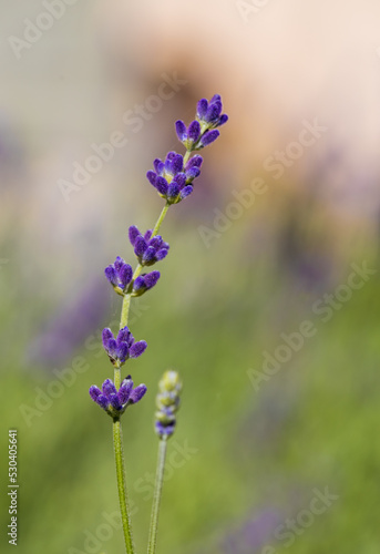 Lawenda (Lavandula L.) – rodzaj roślin z rodziny jasnotowatych. Obejmuje 41 gatunków[4]. Występują one głównie w basenie Morza Śródziemnego, w północno-wschodniej Afryce i na Półwyspifield of lavender