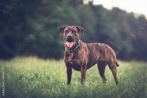 Portrait of a mastiff dog in nature
