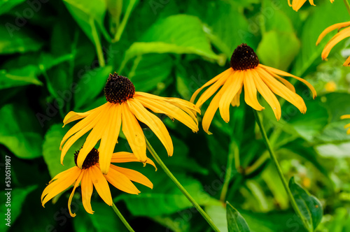 Brilliant yellow rudbeckia fulgida flowers in a natural environment from close range