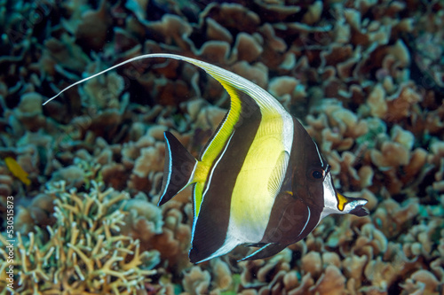 Moorish Idol, Zanclus cornutus, Raja Ampat Indonesia.