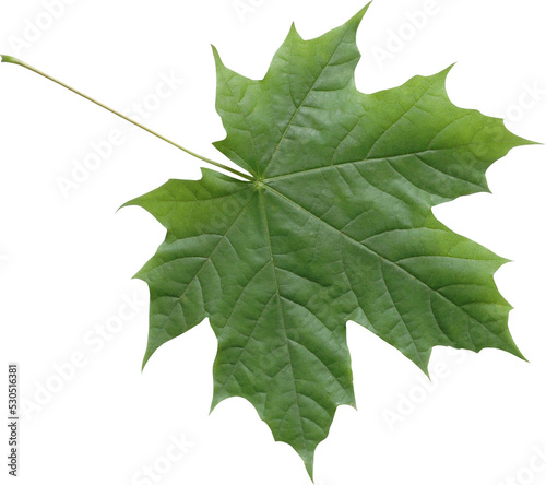 Isolated green maple leaf