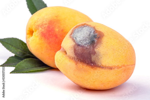 An apricot spoiled by mold, on a background of ripe sweet apricot, macro photography, on a white background