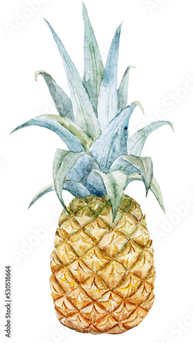 Watercolor pineapple botanical illustration