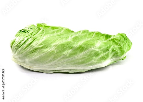 Sugarloaf chicory, light green chicory variety with elongated leaf, on white background 