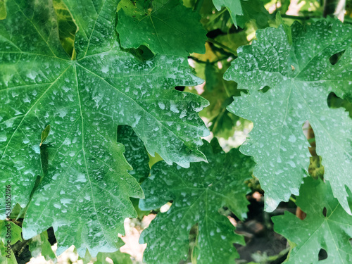 Grape vine leaves chemically treated with copper sulfate or Bordeaux mixture for plant disease prevention