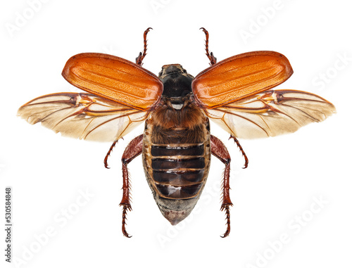 Flying insect, cockchafer isolated on white