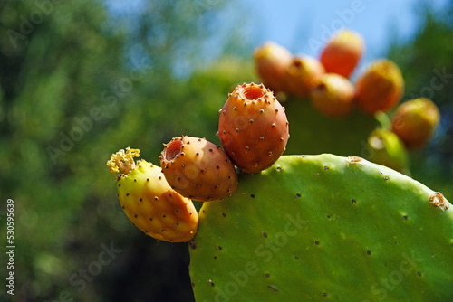 Opuntia Ficus Indica, the prickly pear over blue sky . A species of cactus with edible fruits. Brightness tropical photo