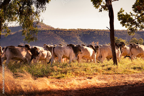 White and grey bulls running on a field on a remote cattle station in Northern Territory in Australia at sunrise.