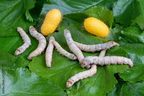 The silkworm is the larva or caterpillar of the domestic silkmoth, Bombyx mori. It is an economically important insect, being a primary producer of silk.