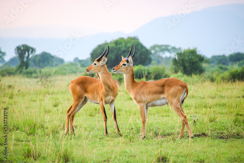 Kob antelope in the savannah, Uganda